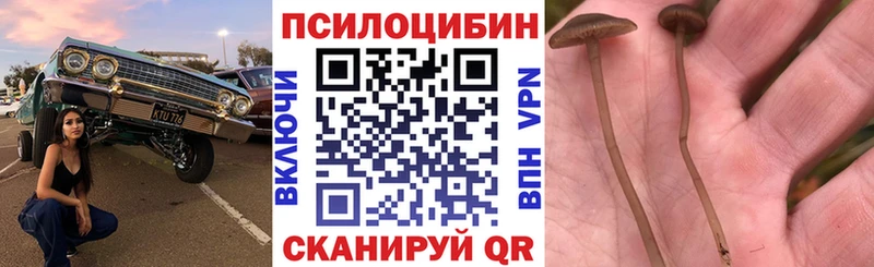 MEGA вход  Талица  Галлюциногенные грибы Psilocybe 
